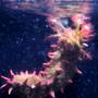 corals inverts - pentacta anceps - spiny sea cucumber, green w/pink & yellow - Simone the Sea Cucumber feeding