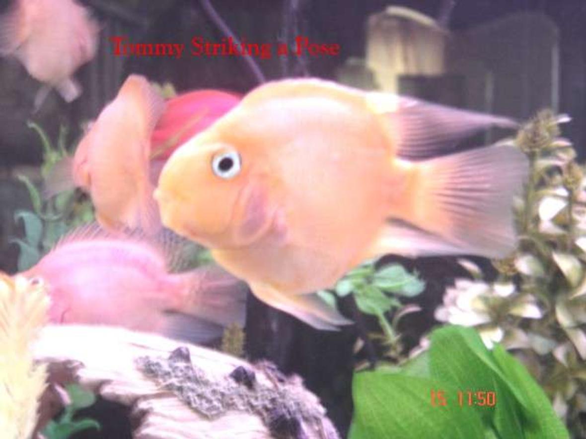 freshwater fish - heros severus x amphilophus citrinellum - blood parrot stocking in 132 gallons tank - My yellow parrot again