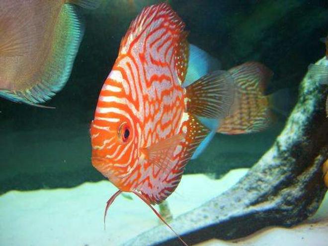 freshwater fish - symphysodon spp. - pigeon blood discus stocking in 55 gallons tank - discus