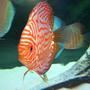 freshwater fish - symphysodon spp. - pigeon blood discus stocking in 55 gallons tank - discus