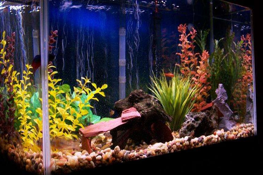 Rated #262: 29 Gallons Freshwater Fish Tank - 29 gallon