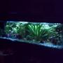 35 gallons planted tank (mostly live plants and fish) - taken at night with marine actinic to create moonlight effect