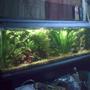 35 gallons planted tank (mostly live plants and fish) - tank contains red hygro, water stargrass ,java fern ,barclaya longifolia ,amazon sword ,dwarf anubias ,green myriophyllum,red tiger lotus