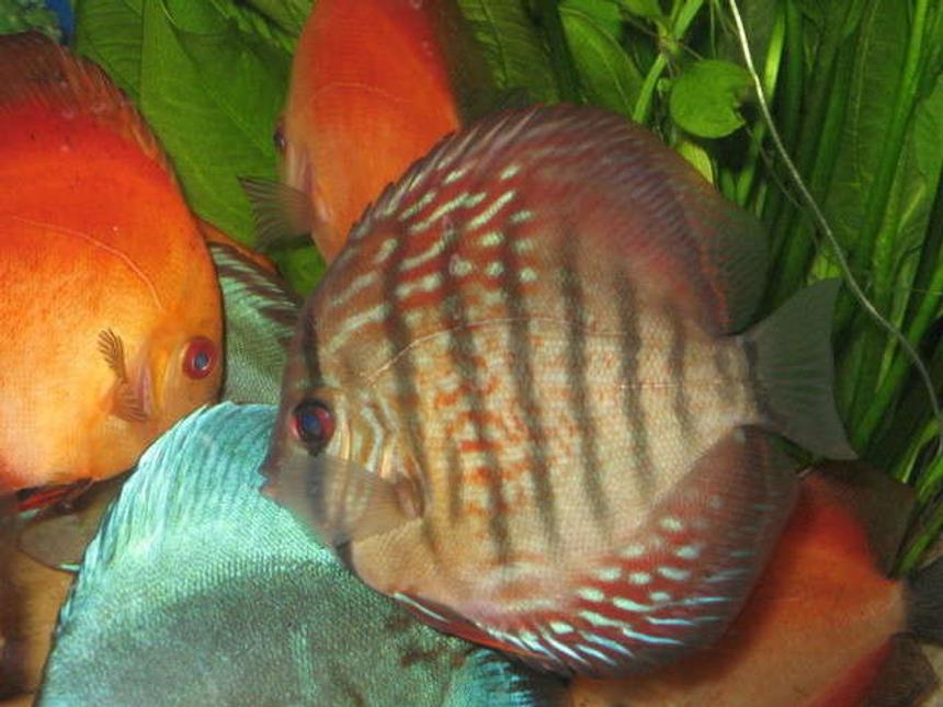 Rated #1627: Freshwater Fish - Symphysodon Aequifasciata - Royal Blue Discus Stocking In 10 Gallons Tank - Beutifull Dicsus at LFS