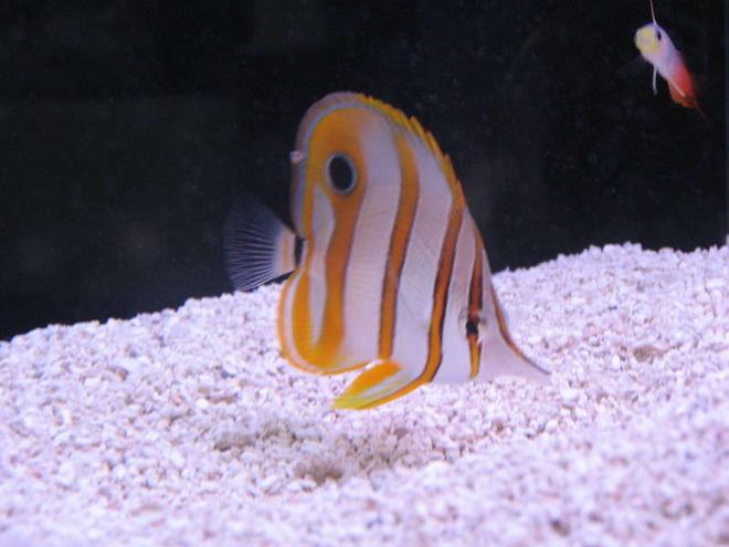 saltwater fish - chelmon rostratus - copperband butterflyfish stocking in 10 gallons tank - Copperband Butterly at LFS