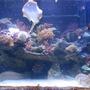 300 gallons reef tank (mostly live coral and fish) - My 300 gallon reef aquarium. See my profile for more information.