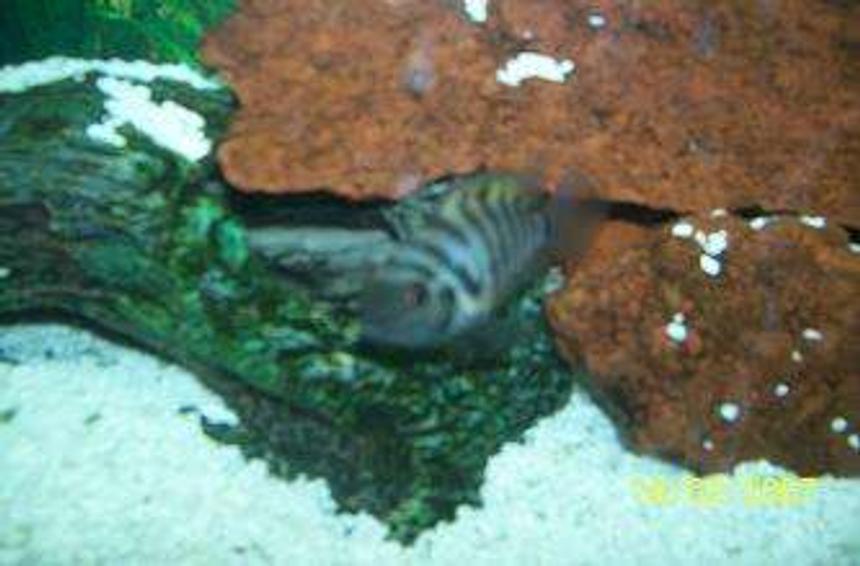 Rated #2215: Freshwater Fish - Archocentrus Nigrofasciatus - Black Convict Cichlid Stocking In 90 Gallons Tank - my convict, also known as Akon..