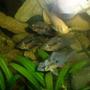 freshwater fish - microgeophagus altispinosa - bolivian ram stocking in 70 gallons tank - fish