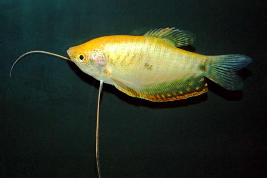 Rated #2002: Freshwater Fish - Trichogaster Trichopterus - Gold Gourami Stocking In 55 Gallons Tank - Gold Gourami