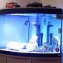 190 gallons saltwater fish tank (mostly fish, little/no live coral) - my tank