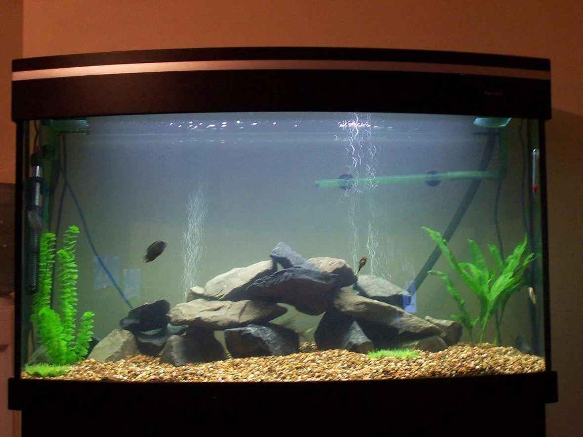 80 gallons freshwater fish tank (mostly fish and non-living decorations) - 4x2x18" American Cichlid Tank