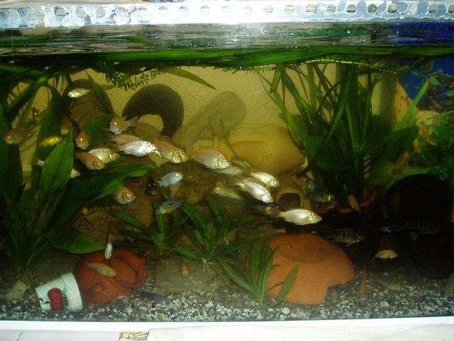 70 gallons freshwater fish tank (mostly fish and non-living decorations) - cichlides