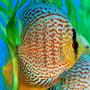 freshwater fish - red spotted green discus stocking in 55 gallons tank - This is Berlioz. He is a Red Spotted Green Discus, and the gentle king of my aquarium.