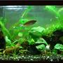 planted tank (mostly live plants and fish) - 30g; mixed substrate of gravel and Flourite; driftwood; snakeskin gourami; rummynose tetras; kuhli loaches; RTBS; anacharis; various anubias and crypts; Java fern; Java moss