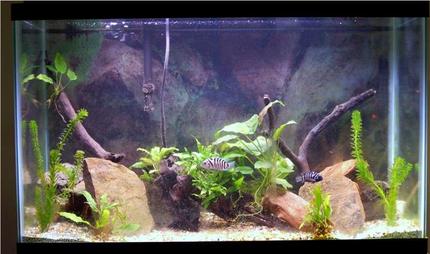 planted tank (mostly live plants and fish) - 29g; mixed substrate of sand and gravel; natural rocks; driftwood; breeding pair of convicts; anubias; anacharis