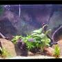 planted tank (mostly live plants and fish) - 29g; mixed substrate of sand and gravel; natural rocks; driftwood; breeding pair of convicts; anubias; anacharis