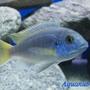 freshwater fish - pseudotropheus acei - acei cichlid stocking in 42 gallons tank - My proud...