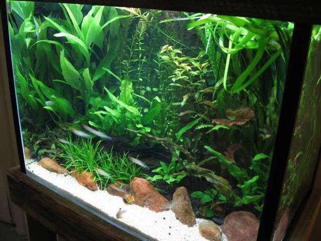 20 gallons planted tank (mostly live plants and fish) - This is version 2 of my original planted tank, designed rather than evolved by accident. It's been running for 8 weeks now, the stem plant growth is out of control. I've used pool filter sand at the front, the cories seem to like it, red jasper rocks keep it seperate from the eco at the back.