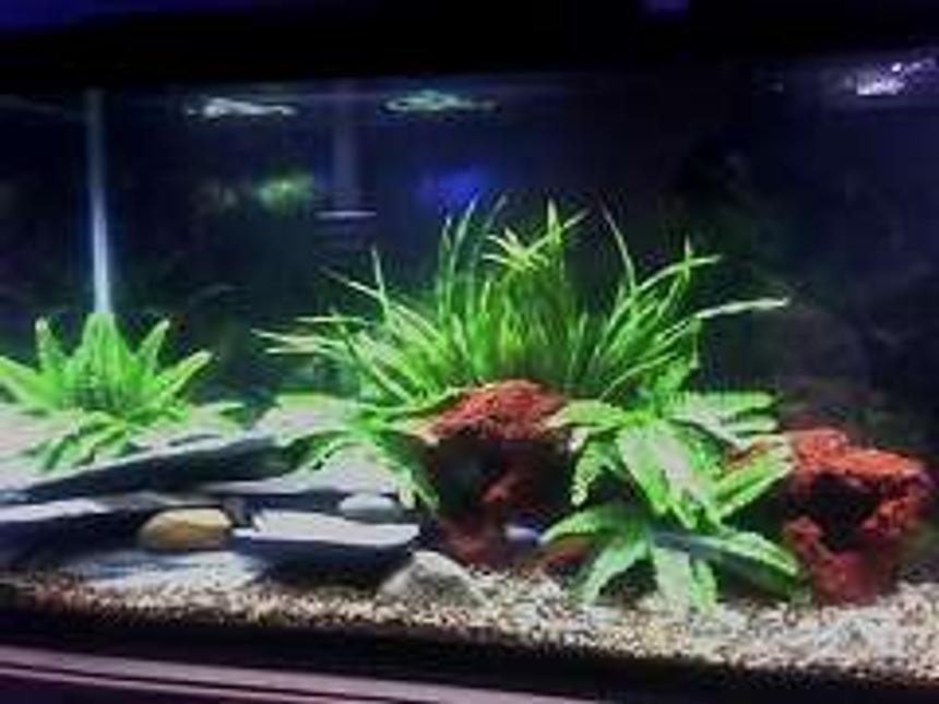 Rated #243: 55 Gallons Freshwater Fish Tank - 55 gallon Cichlid tank.Bostern fern planted aquarium with some lava rocks and a limestone design in the corner of tank.