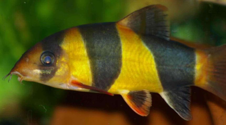 Rated #1549: Freshwater Fish - Botia Macracantha - Clown Loach Stocking In 22 Gallons Tank - Clown Loach