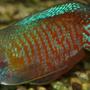 freshwater fish - colisa lalia - dwarf gourami stocking in 22 gallons tank - Dwarf Gourami