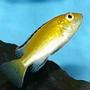 freshwater fish - labidochromis caeruleus - electric yellow cichlid stocking in 22 gallons tank - Labidochromis Caeruleus