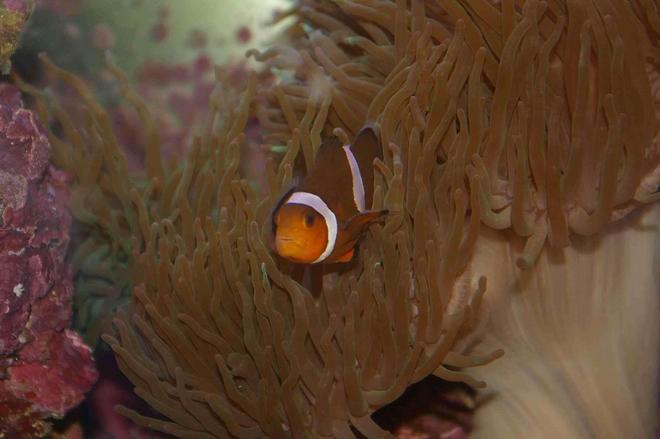 saltwater fish - amphiprion percula - true percula clownfish stocking in 22 gallons tank - Clown Fish