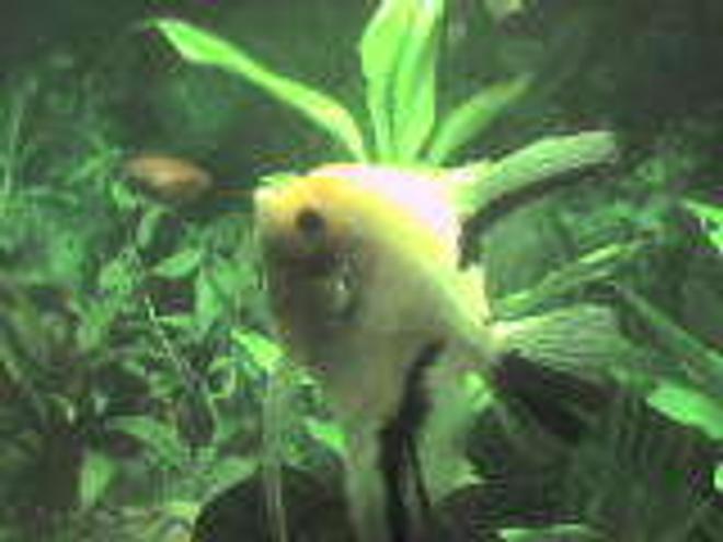 freshwater fish - pterophyllum scalare - assorted veil angel stocking in 26 gallons tank - my angelfish and unknown gournami fighting.an the gournami is pushing the angel bk