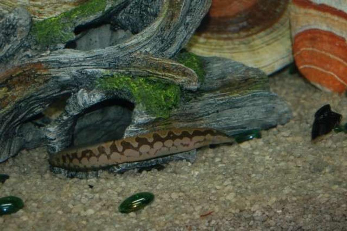 freshwater fish - mastacembelus armatus - tire track eel stocking in 45 gallons tank - I love my eel.