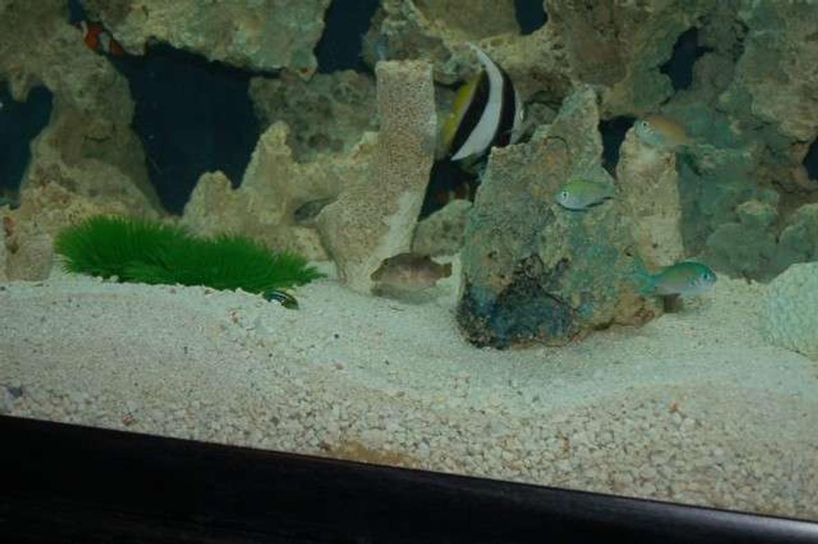 saltwater fish - heniochus acuminatus - heniochus black & white butterflyfish stocking in 90 gallons tank - 90gallon and having fun