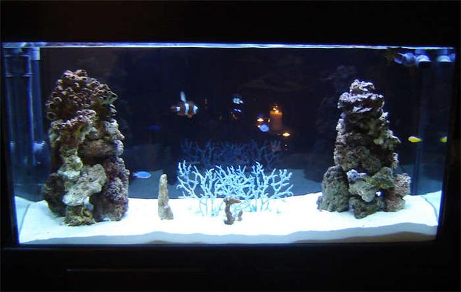 75 gallons saltwater fish tank (mostly fish, little/no live coral) - 75 Gallon - 2 weeks