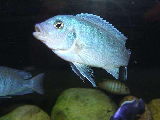 freshwater fish - metriaclima callainos - cobalt blue zebra cichlid stocking in 100 gallons tank - Metriaclima Callainos