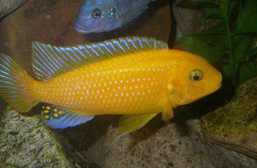 Rated #911: Freshwater Fish - Pseudotropheus Estherae - Red Zebra Cichlid Stocking In 100 Gallons Tank - Male M.Estherae