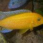 freshwater fish - pseudotropheus estherae - red zebra cichlid stocking in 100 gallons tank - Male M.Estherae