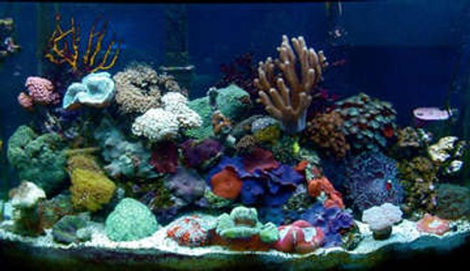 46 gallons reef tank (mostly live coral and fish) - 46 Gallon Bow, All Soft Corals, Power Compact lighting, weekly water changes, oceanic mix, P Skimmer, Penguin Filter. 2 clowns, dwarf Angel, Pistol and Goby...14 month running.