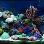46 gallons reef tank (mostly live coral and fish) - 46 Gallon Bow, All Soft Corals, Power Compact lighting, weekly water changes, oceanic mix, P Skimmer, Penguin Filter. 2 clowns, dwarf Angel, Pistol and Goby...14 month running.