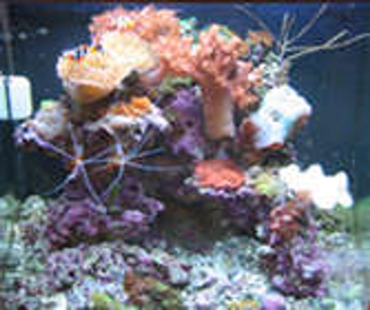24 gallons reef tank (mostly live coral and fish) - Front view of Marco's 24 gallon nanocube, Feb 2007