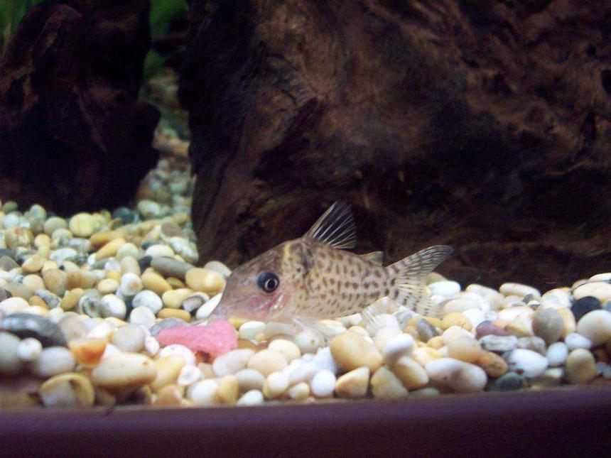 Rated #1776: Freshwater Fish - Corydoras Ornatus - Ornate Cory Cat Stocking In 40 Gallons Tank - My Cory Catfish enjoying a meal!
