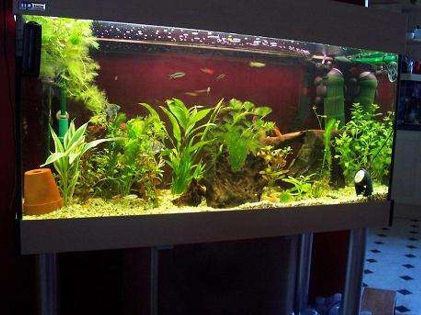 Rated #110: 40 Gallons Freshwater Fish Tank - My planted community tank.