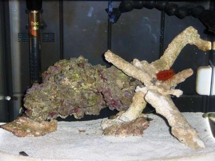 Rated #92: 12 Gallons Saltwater Fish Tank - This is the tank that i got for my birthday, and i absolutely love it..