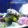 saltwater fish - zebrasoma flavescens - yellow tang - hawaii stocking in 75 gallons tank - nice picture of yellow tang, and clown fish. i rearranged the tank as you can see. my niger trigger has been acting up bullying the tangs around so i decided to relocate his rock to the left side.