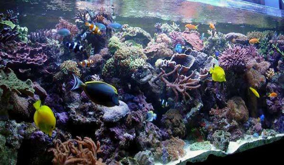 240 gallons reef tank (mostly live coral and fish) - my reef tank