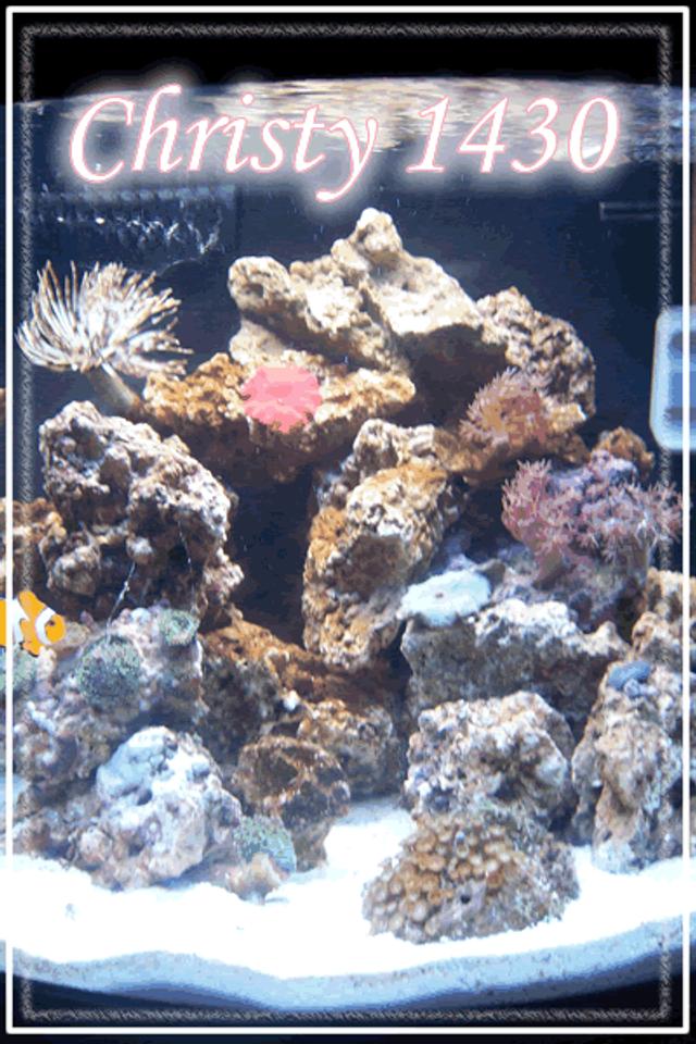12 gallons reef tank (mostly live coral and fish) - jbj