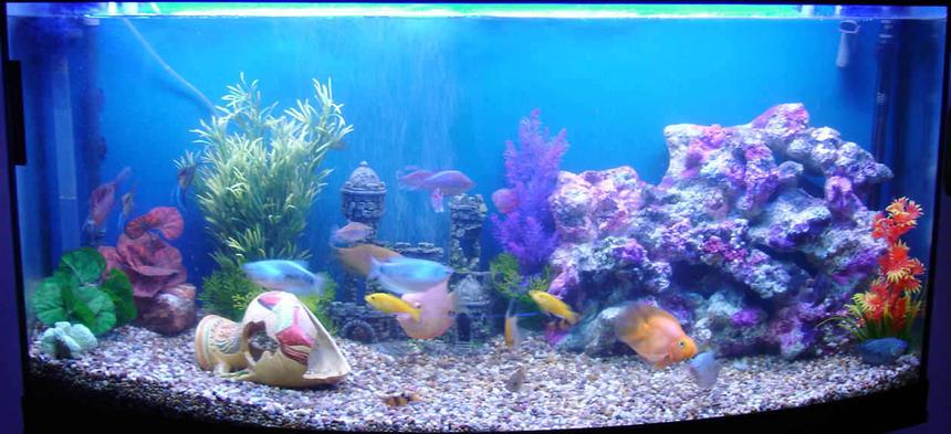 Rated #328: 70 Gallons Freshwater Fish Tank - 260litre curved front
Freshwater
Fun tank!