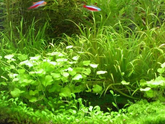 50 gallons planted tank (mostly live plants and fish) - ...