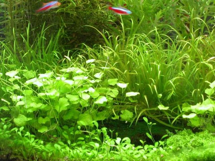 Rated #57: 50 Gallons Planted Tank - ...