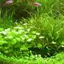 50 gallons planted tank (mostly live plants and fish) - ...