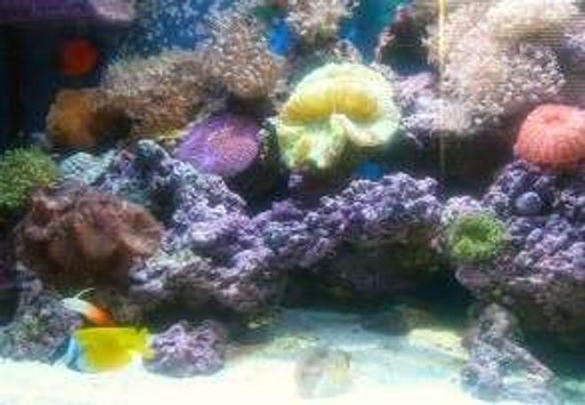 90 gallons reef tank (mostly live coral and fish) - 90 gal reef