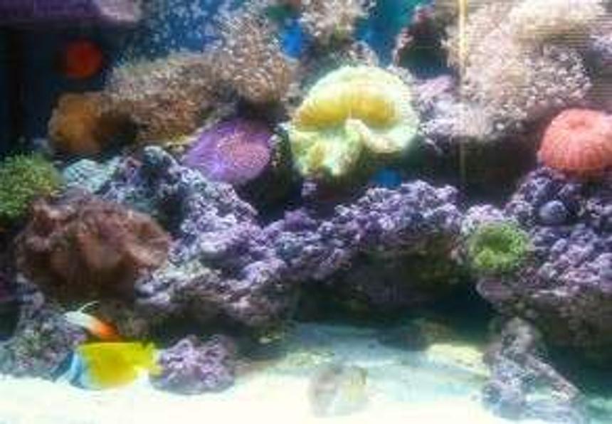 Rated #103: 90 Gallons Reef Tank - 90 gal reef