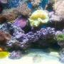 90 gallons reef tank (mostly live coral and fish) - 90 gal reef